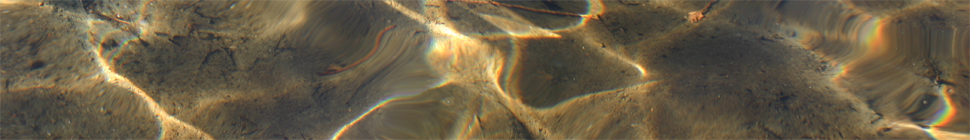 Holly Witteman random header image
